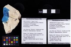 Foto (Objket + Etiketten) von Culmenformosa triastrixosa (Robins, Feldmann & Schweitzer, 2013) 